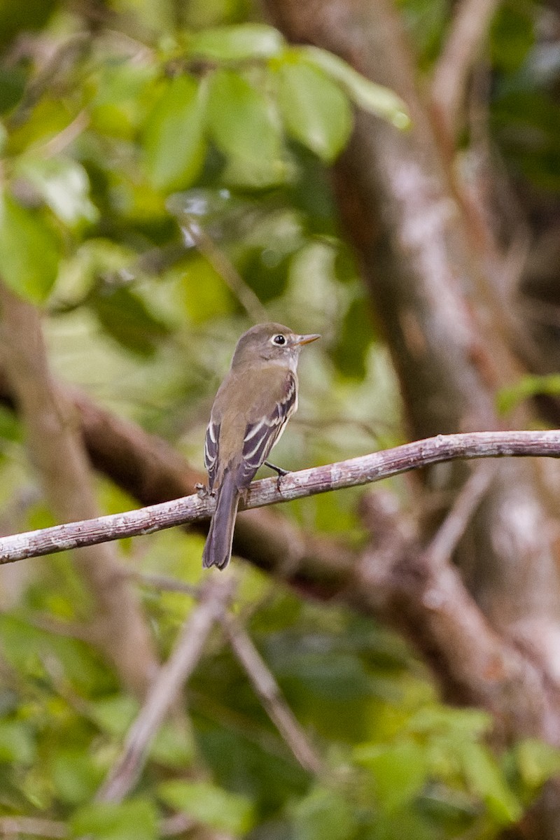 Mosquero Mínimo - ML611093883