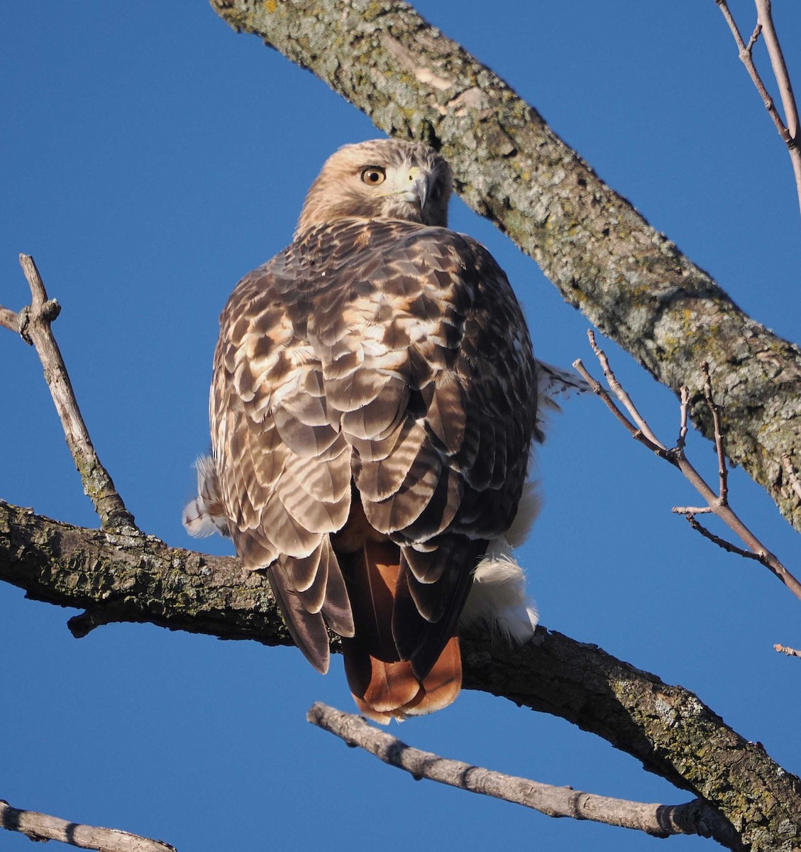 Red-tailed Hawk - ML611093914
