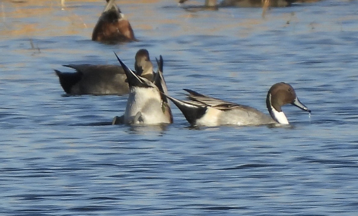 Northern Pintail - ML611093959