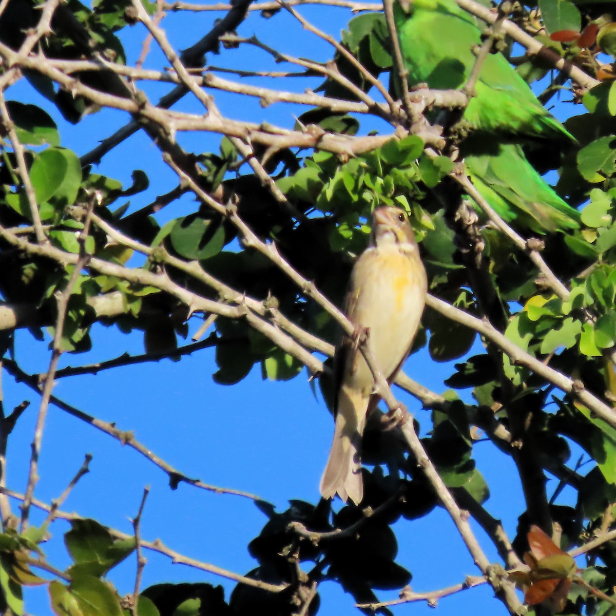 Dickcissel d'Amérique - ML611093962