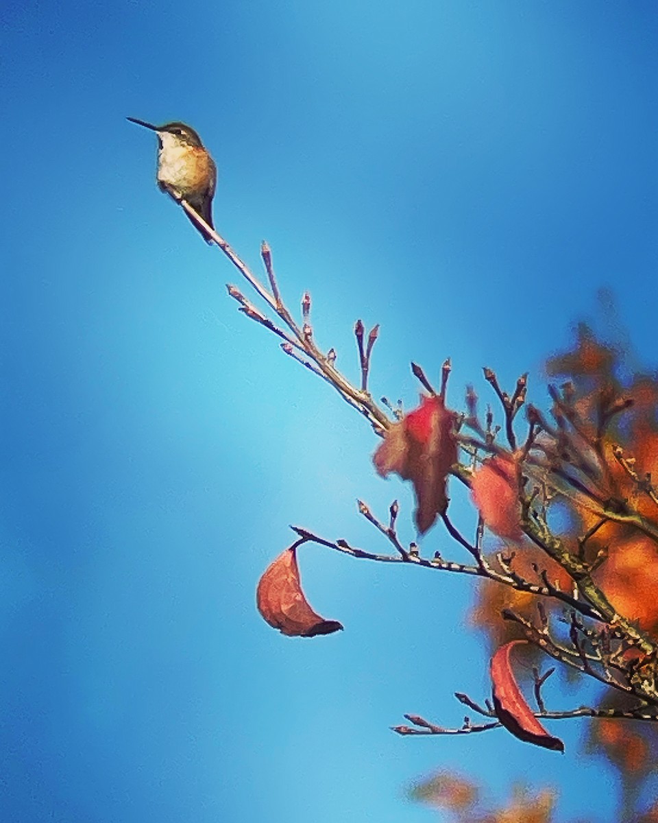 Rufous Hummingbird - ML611093966