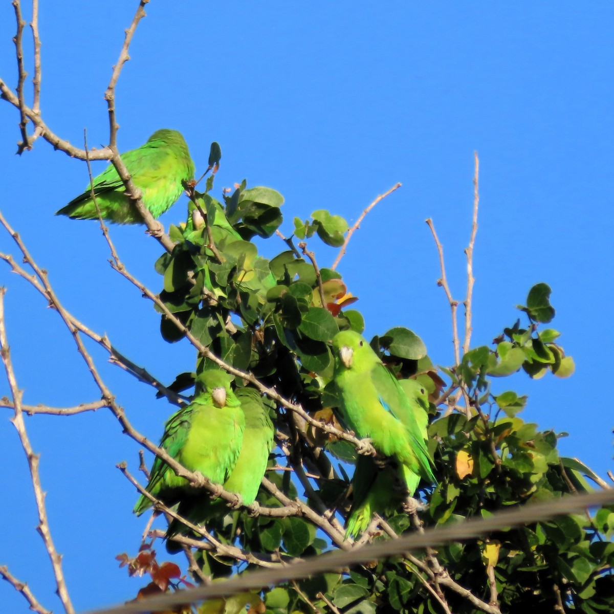 Мексиканский воробьиный попугайчик - ML611093988