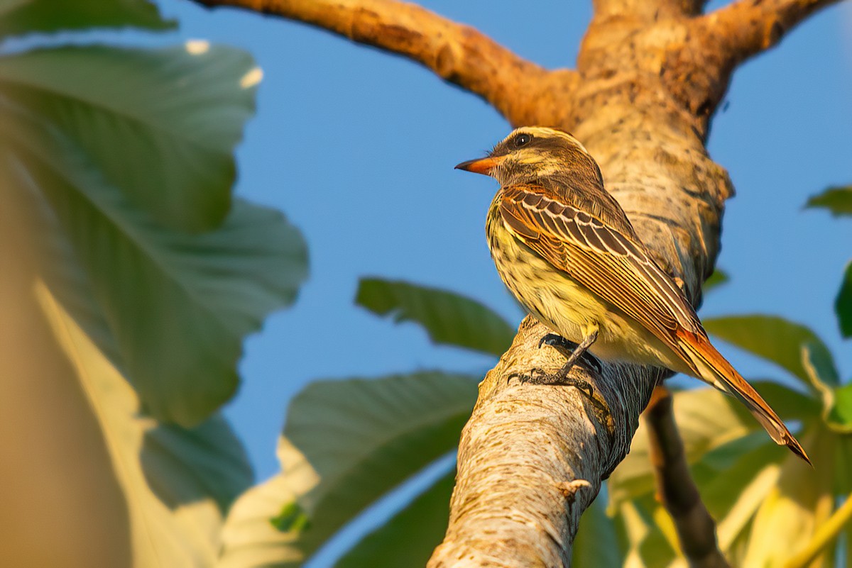 Variegated Flycatcher - ML611094015