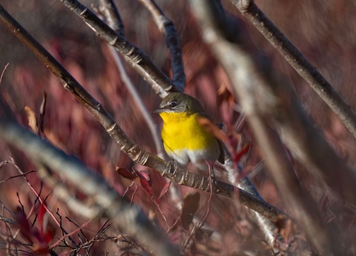 Yellow-breasted Chat - ML611094034