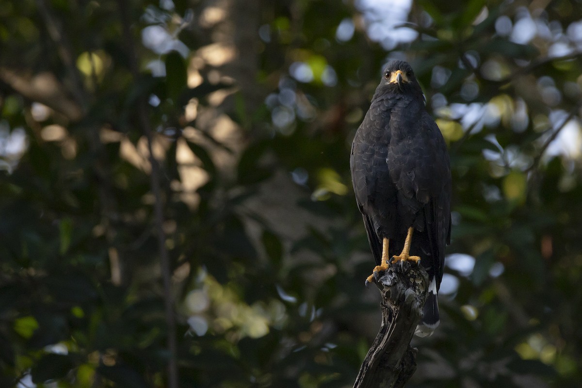 Common Black Hawk - Tania Campos