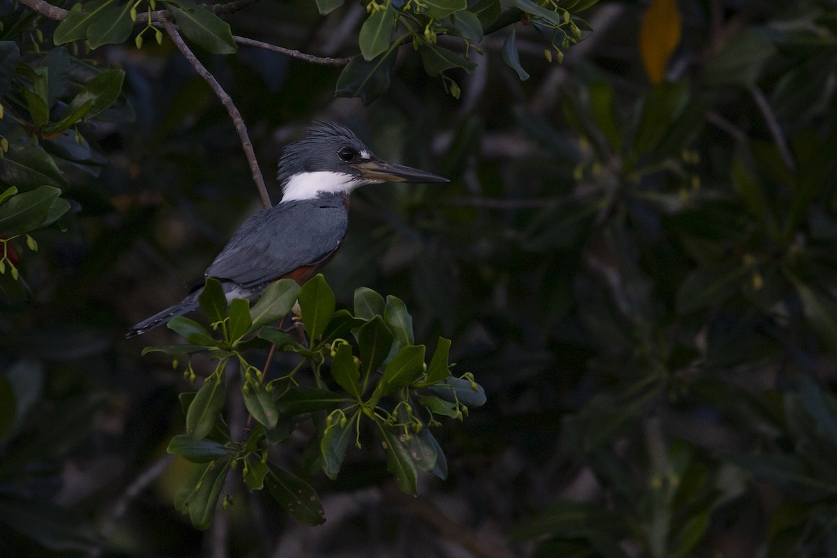 Ringed Kingfisher - ML611094070