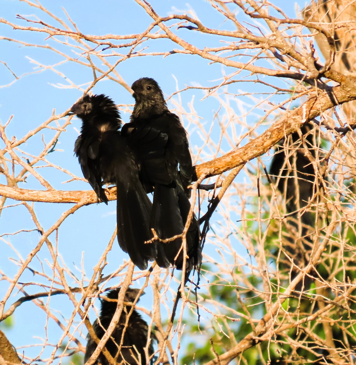 Groove-billed Ani - Carlos Palomera