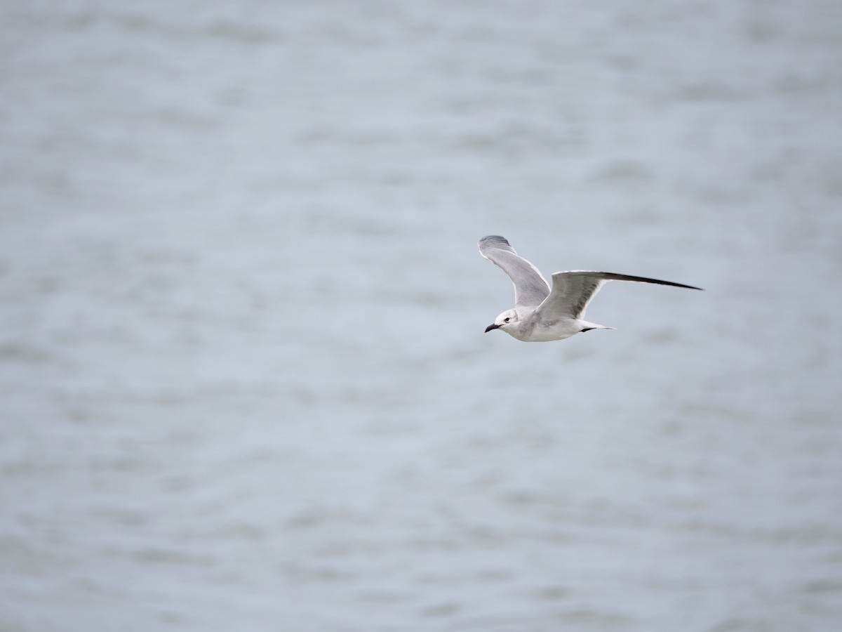 Laughing Gull - ML611094190