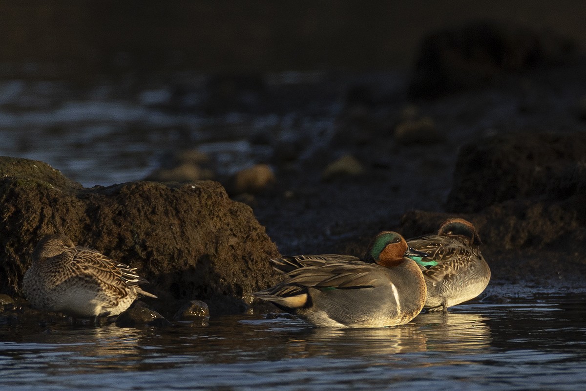 小水鴨(carolinensis) - ML611094205