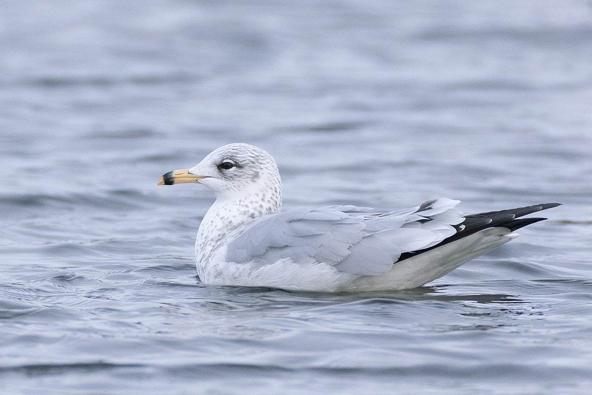 Ring-billed Gull - ML611094215