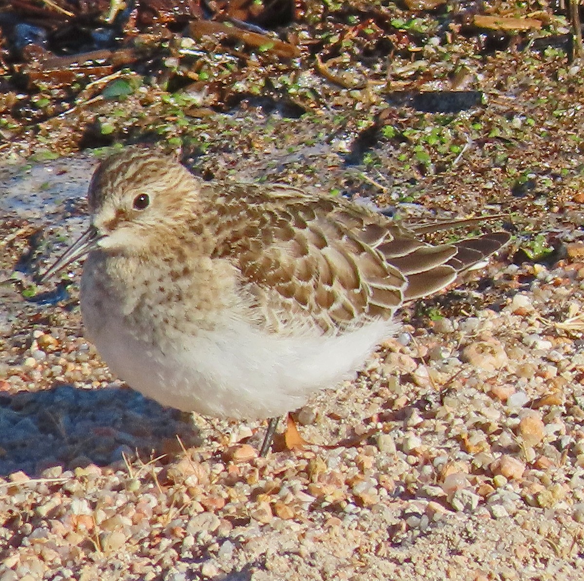 Baird's Sandpiper - ML611094248