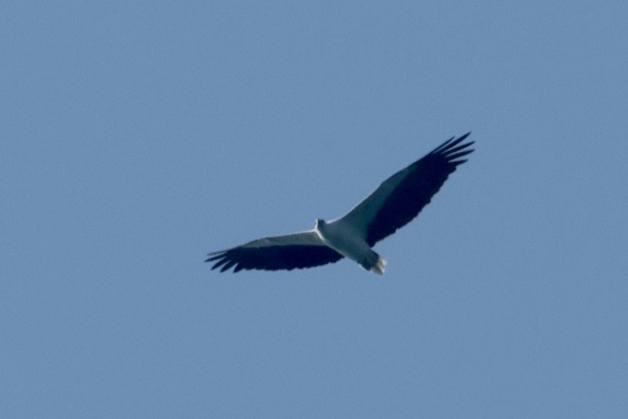 White-bellied Sea-Eagle - Garret Skead