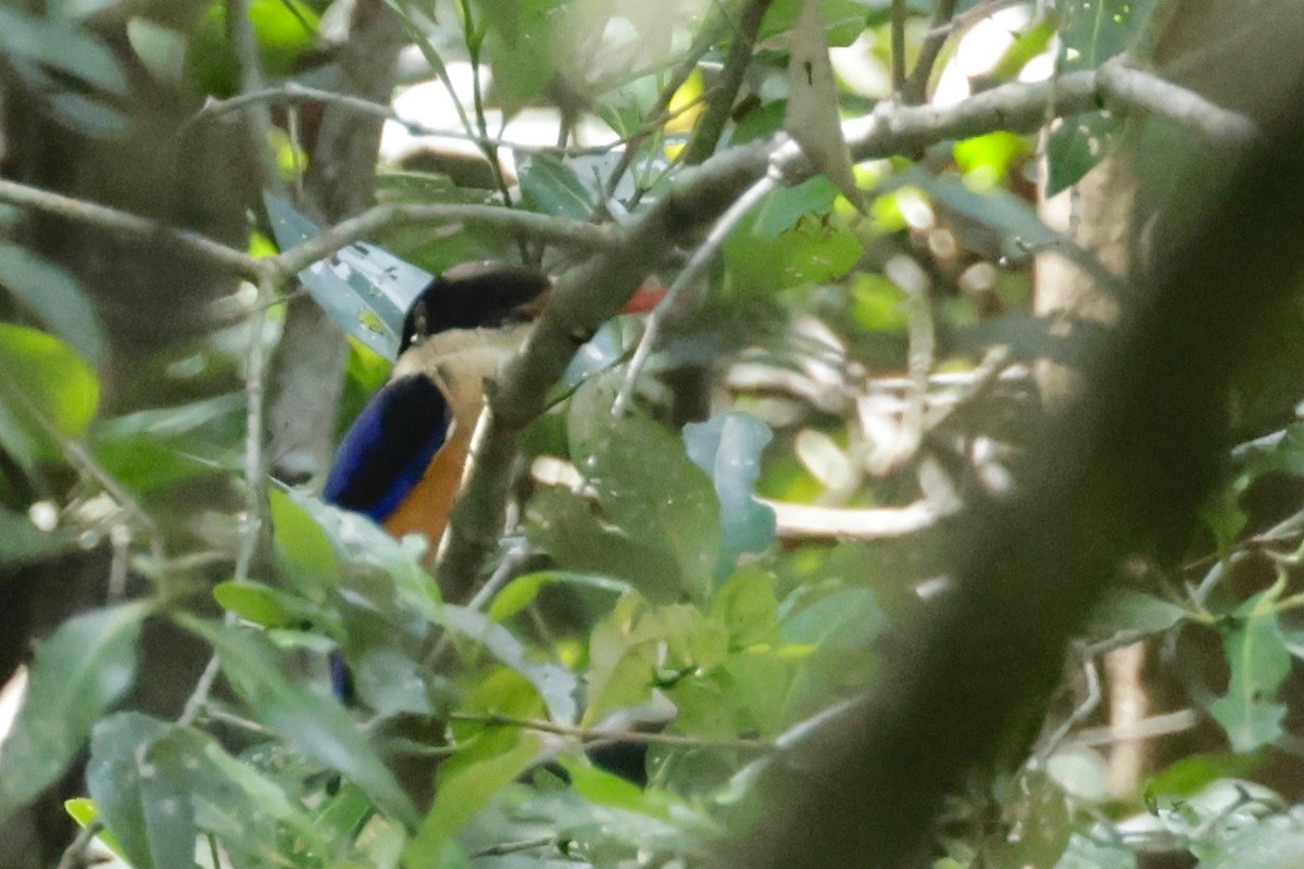 Black-capped Kingfisher - Garret Skead