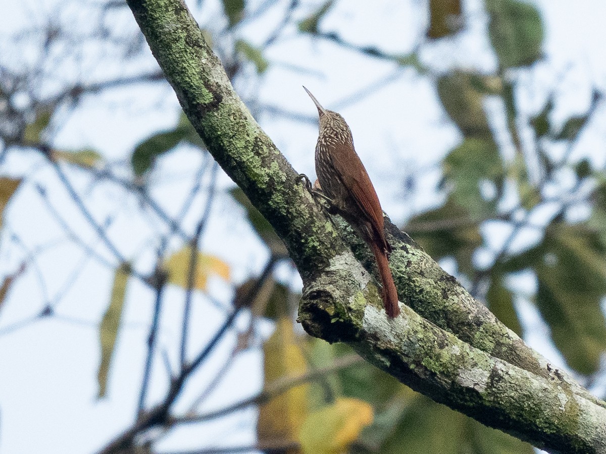 Streak-headed Woodcreeper - ML611094269