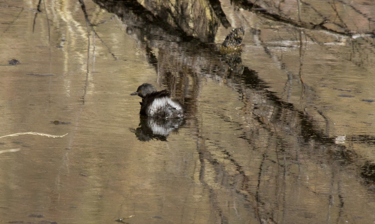 Least Grebe - Calvin Walters