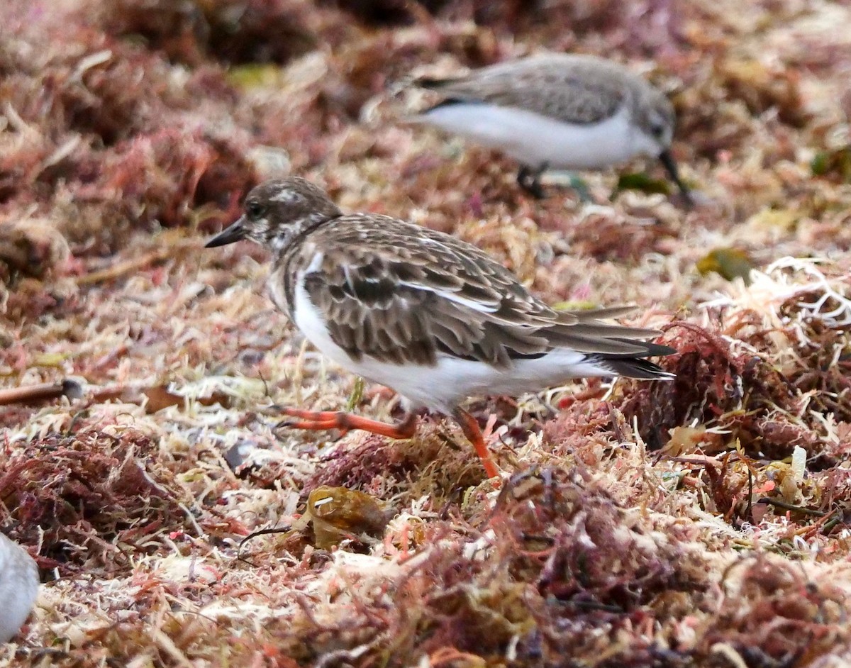 Ruddy Turnstone - ML611094273