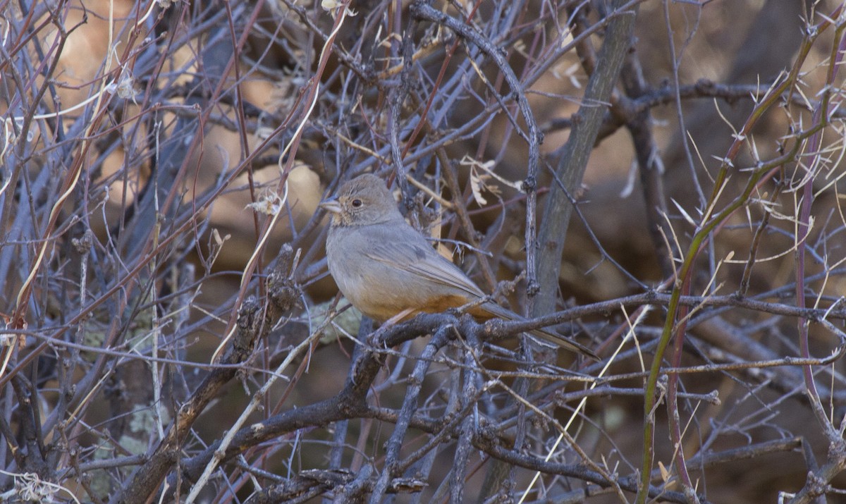 Canyon Towhee - ML611094293