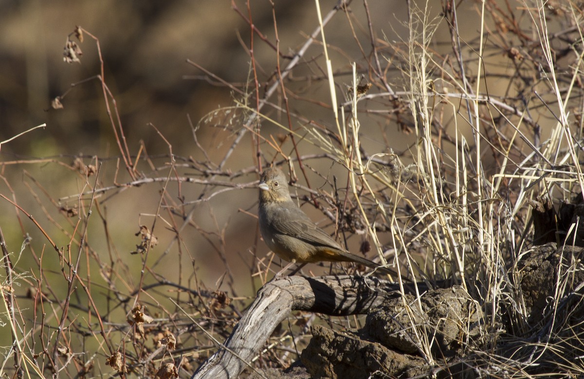 Canyon Towhee - Calvin Walters