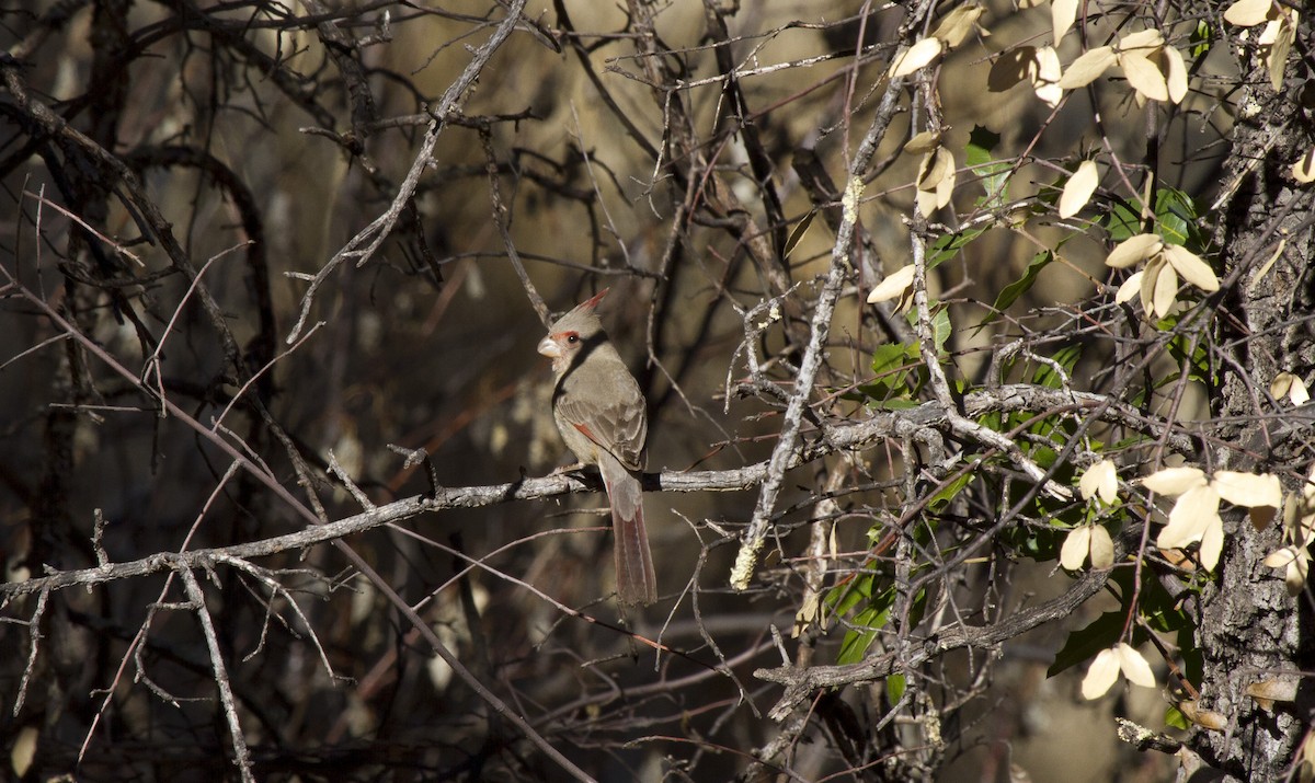 Pyrrhuloxia - Calvin Walters