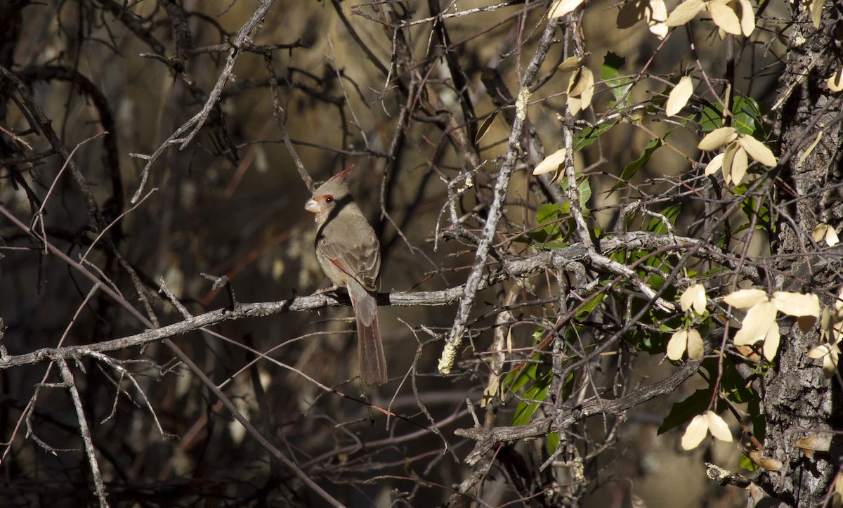 Pyrrhuloxia - Calvin Walters