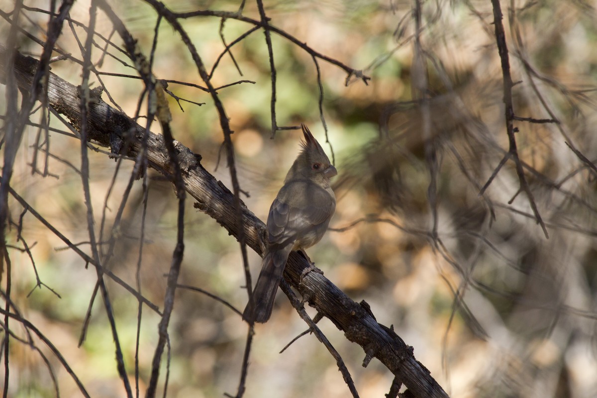 Pyrrhuloxia - Calvin Walters