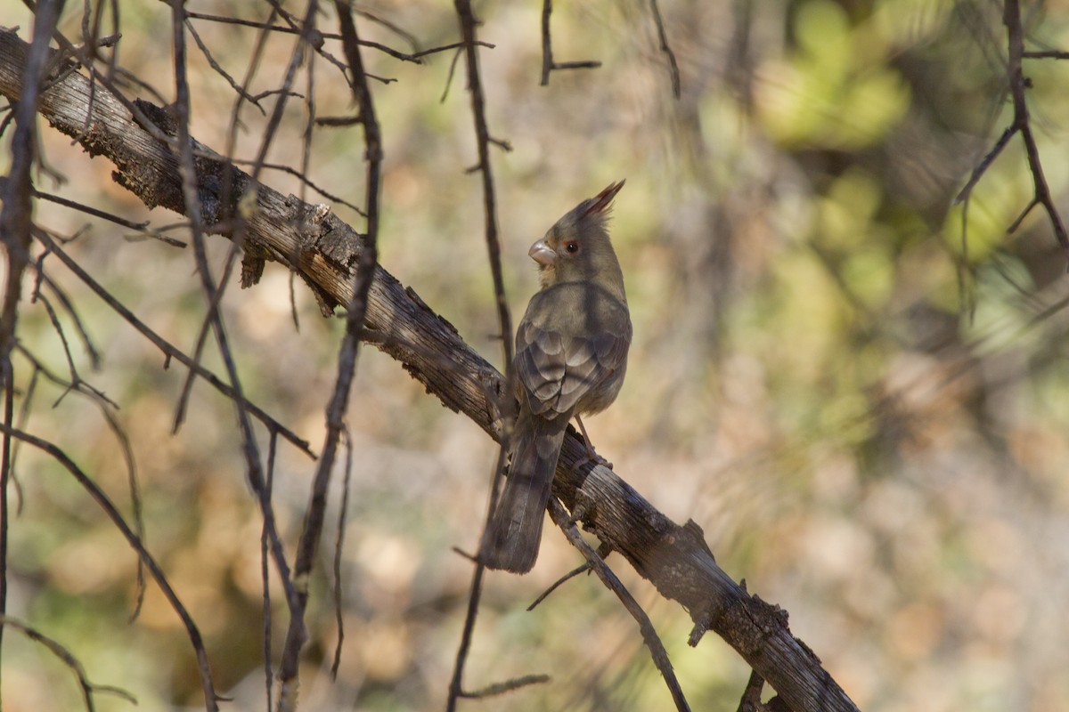 Pyrrhuloxia - Calvin Walters