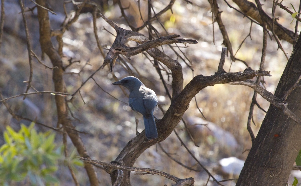 Mexican Jay (Arizona) - Calvin Walters