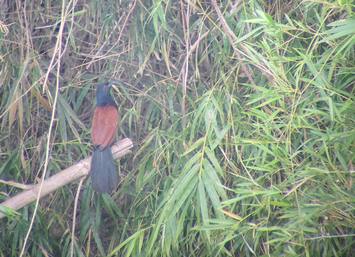 Greater Coucal - ML611094318