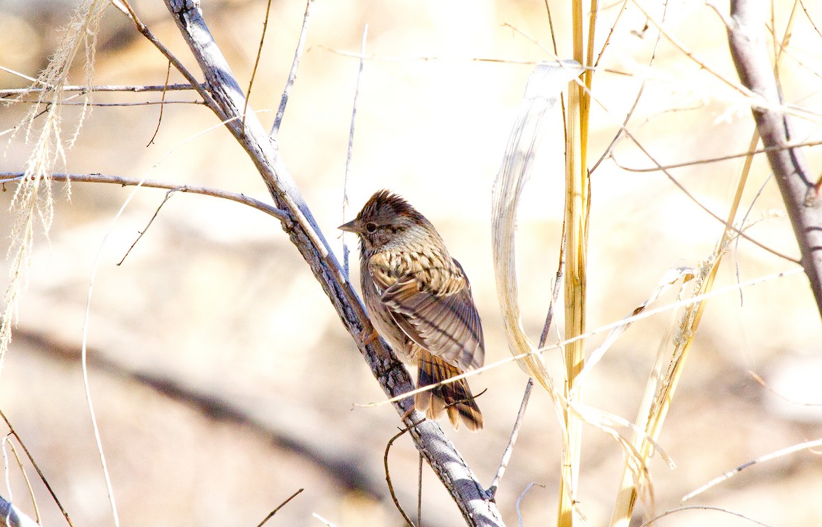 Lincoln's Sparrow - Calvin Walters