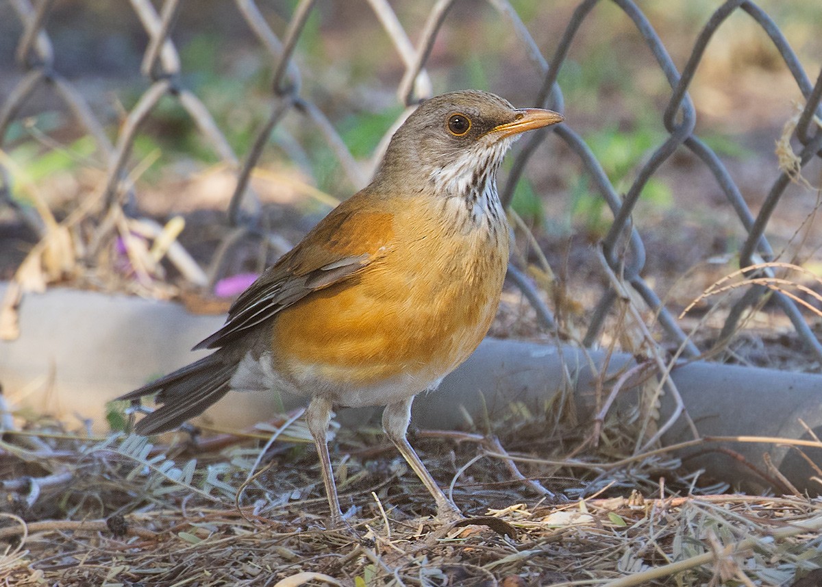 Rufous-backed Robin - ML611094407