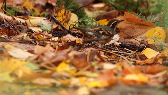 Varied Thrush - ML611094436