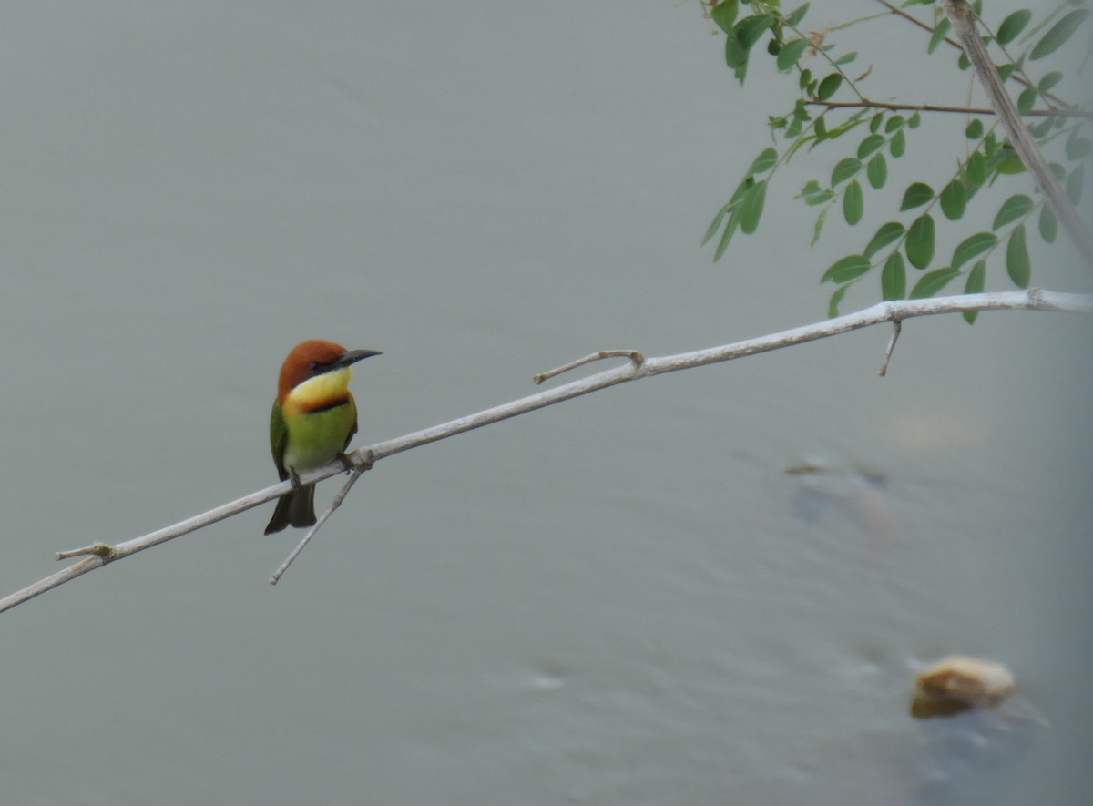 Chestnut-headed Bee-eater - ML611094454