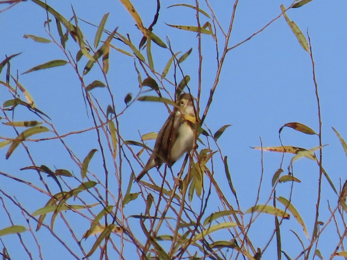 Dickcissel - ML611094493