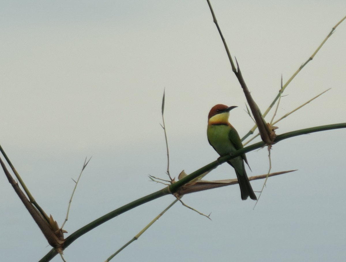 Chestnut-headed Bee-eater - ML611094525