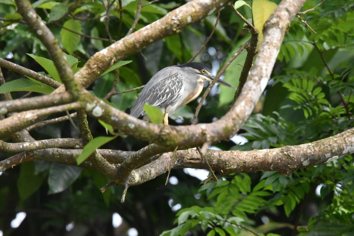 Striated Heron - ML611094596
