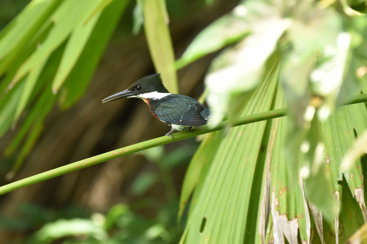 Amazon Kingfisher - ML611094674