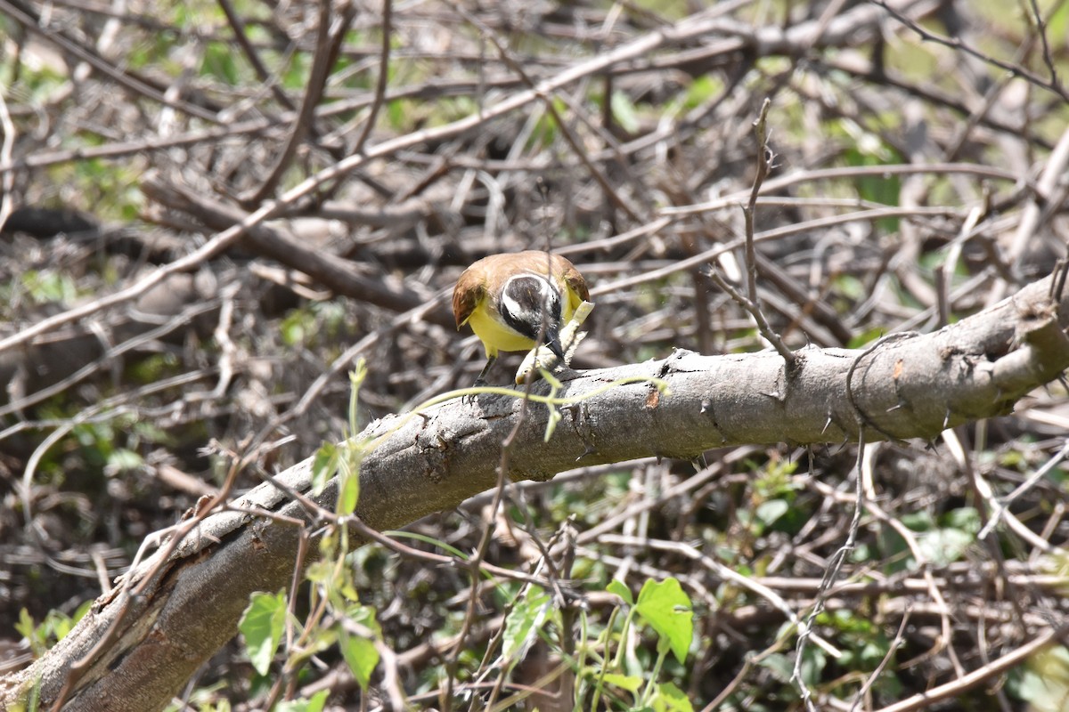 Great Kiskadee - ML611094686