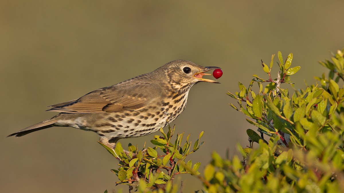 Song Thrush - Sezai Goksu