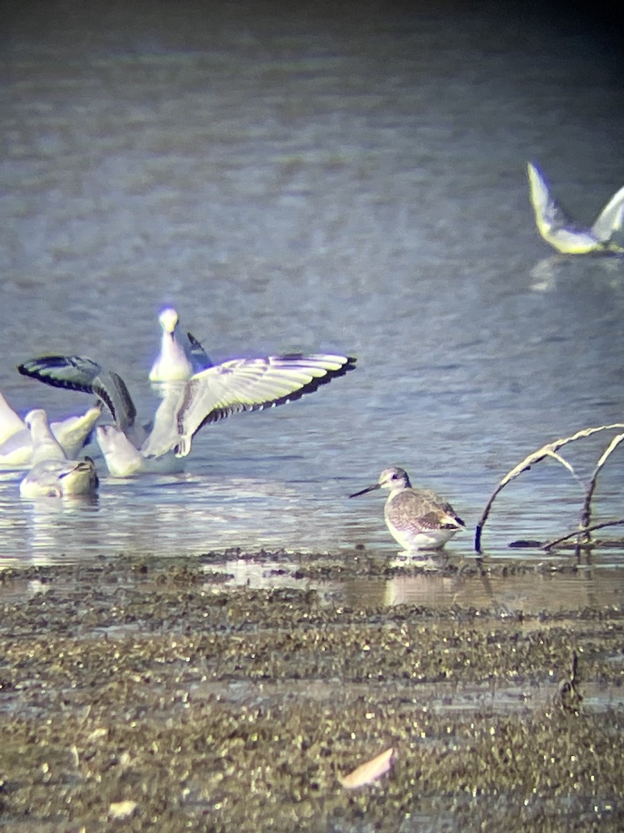 Greater Yellowlegs - ML611094706