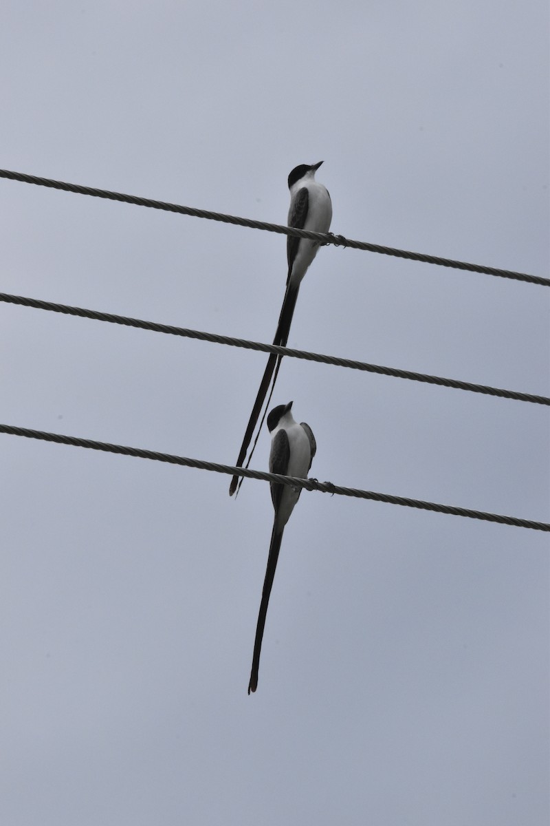 Fork-tailed Flycatcher - ML611094712