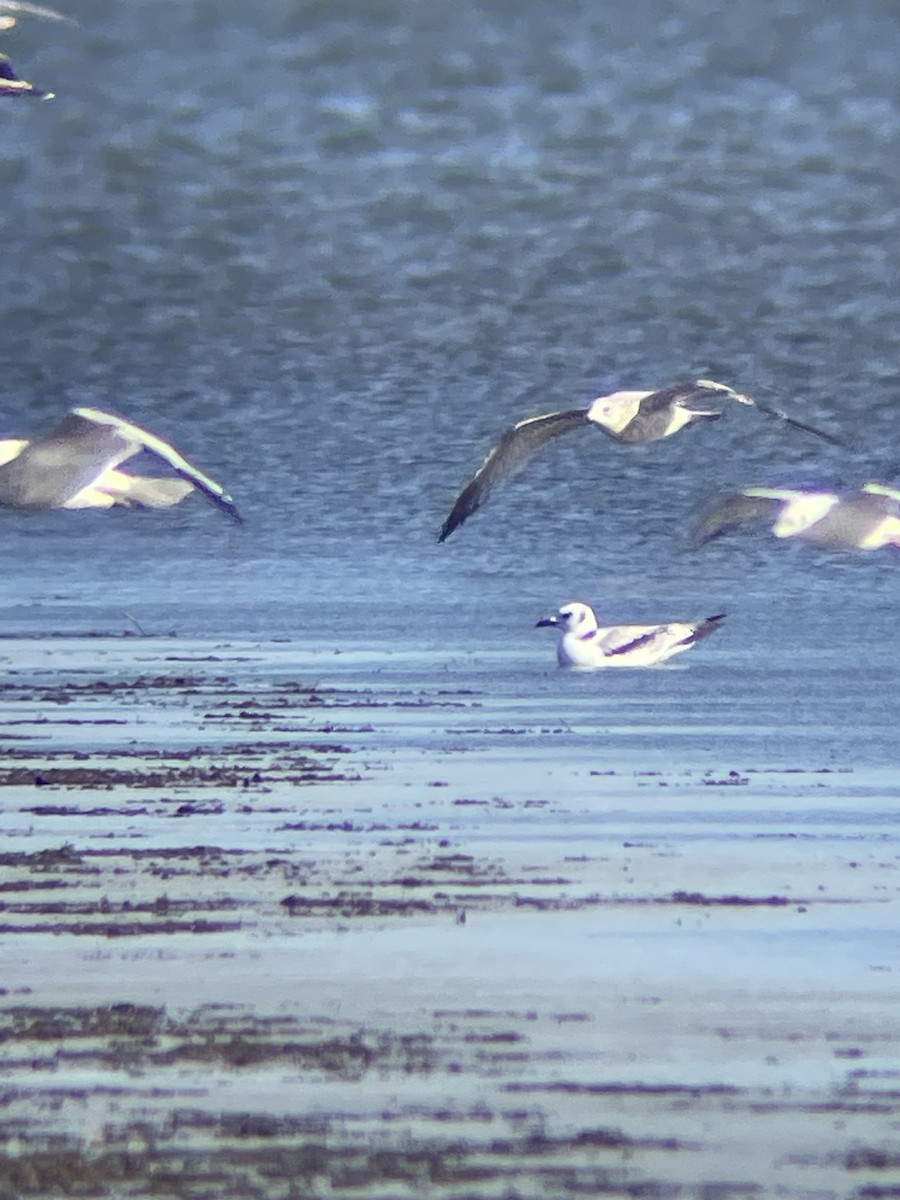 Black-legged Kittiwake - ML611094751