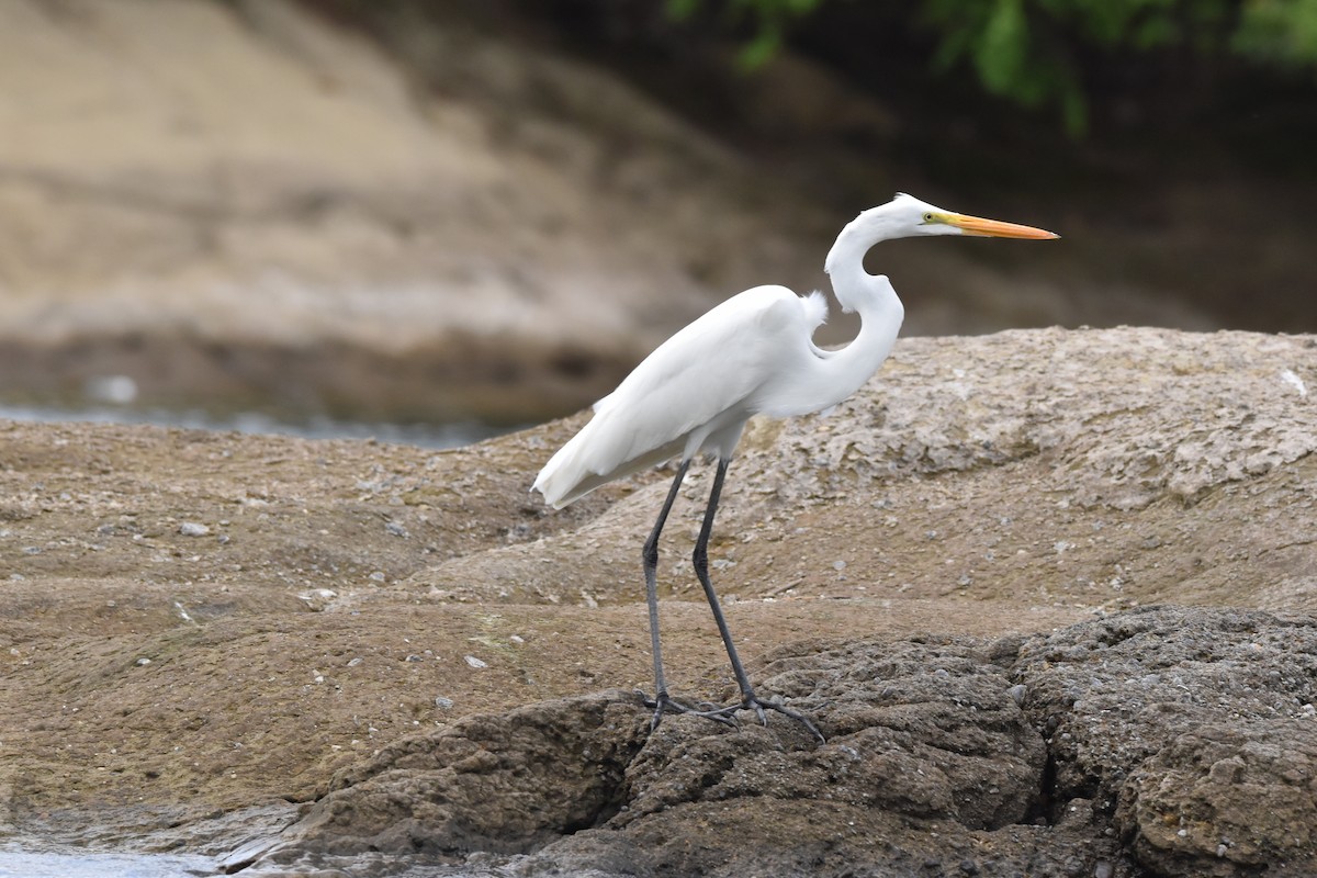 Great Egret - ML611094798