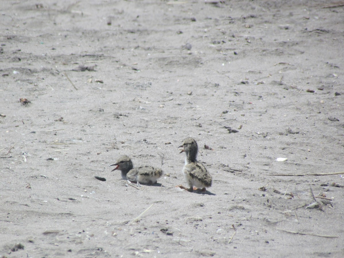 American Oystercatcher - ML611094816