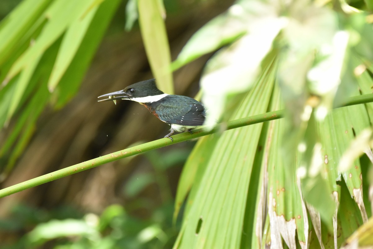Amazon Kingfisher - ML611094817