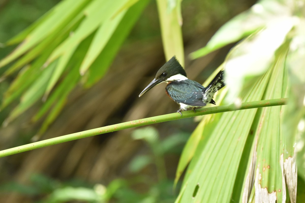 Amazon Kingfisher - ML611094822