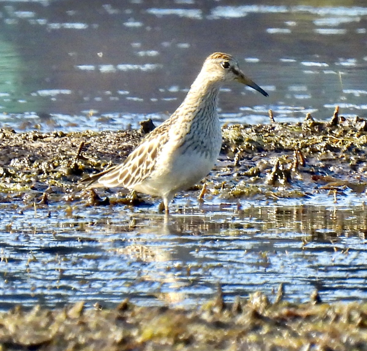 Pectoral Sandpiper - ML611094869