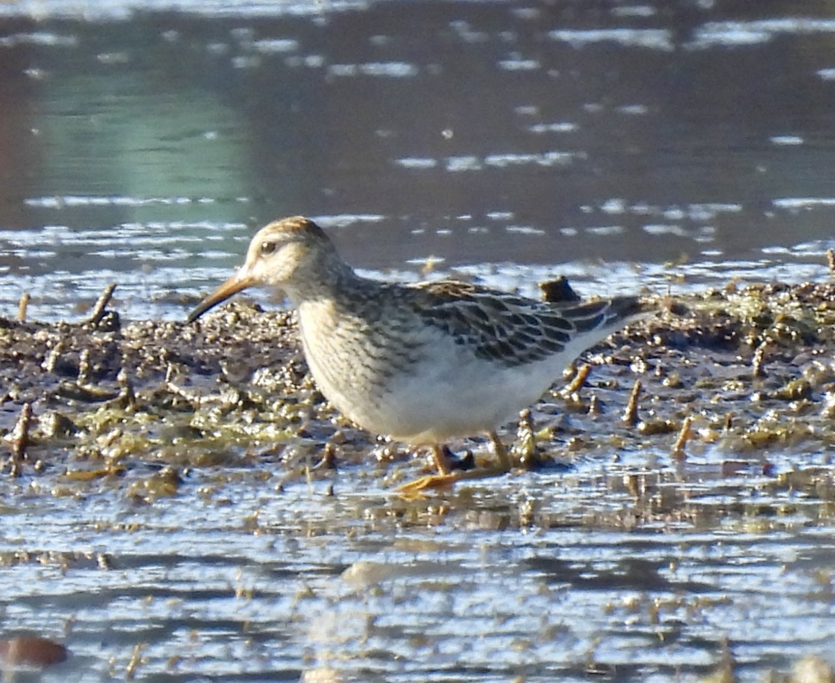 Pectoral Sandpiper - ML611094870