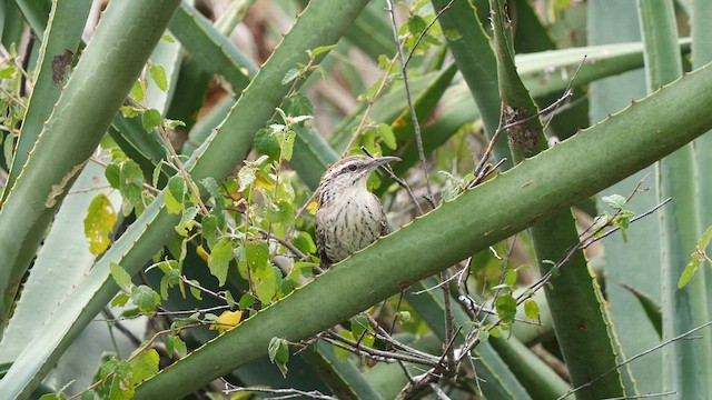 Yukatan Çıtkuşu - ML611094907