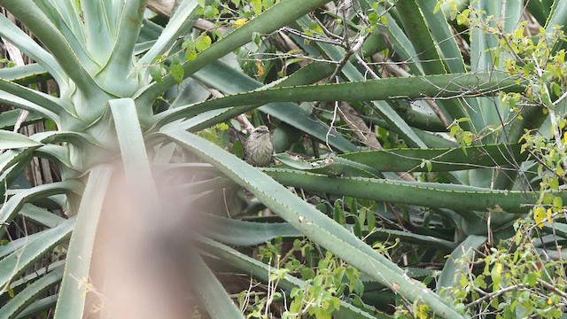 Yukatan Çıtkuşu - ML611094909