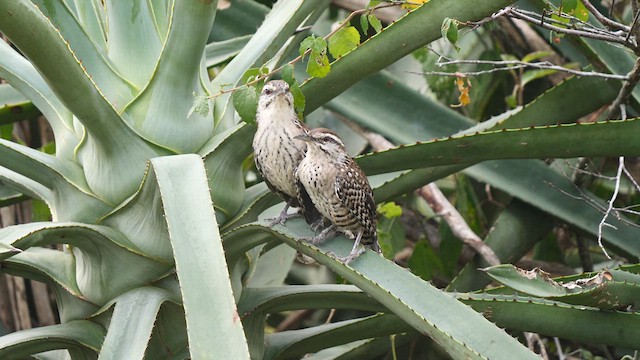 Yukatan Çıtkuşu - ML611094911